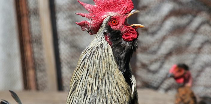 cockerel crowing background